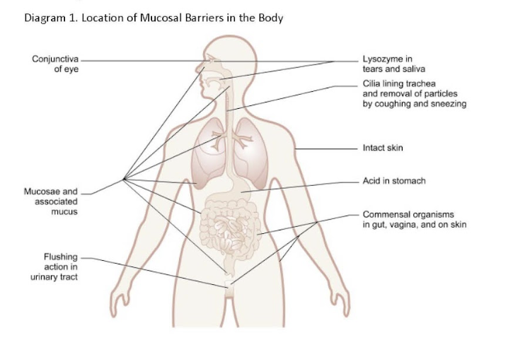 mucosal barrier test